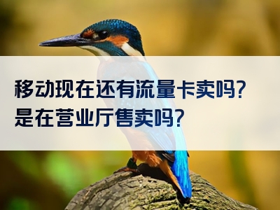 移动现在还有流量卡卖吗？是在营业厅售卖吗？